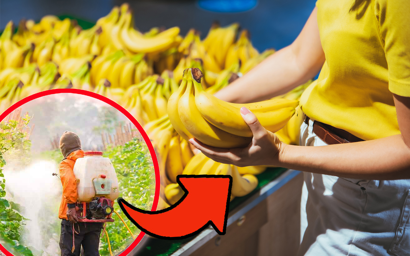 Banane: solo 3 marche su 20 senza pesticidi nella polpa! Scopri quali sono le migliori tra Lidl, Carrefour e Esselunga.