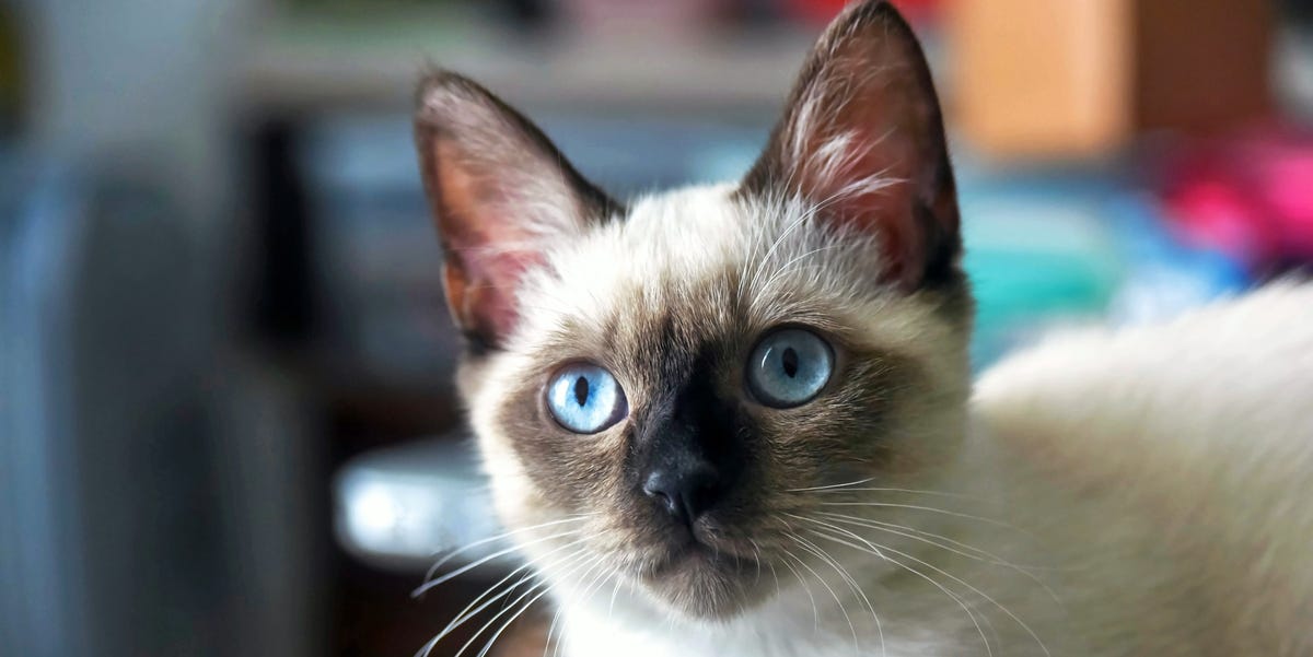Questa razza di gatto è la più intelligente al mondo. È la tua preferita?